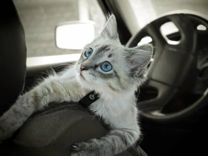 Un chaton stressé est accroché au siège de la voiture