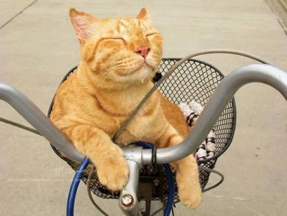 Court trajet, balade ou grand voyage : faire du vélo avec un chat
