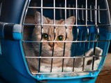 Faire voyager son chat seul