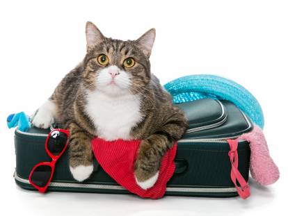 Vacances : emmener ou faire garder son chat ?