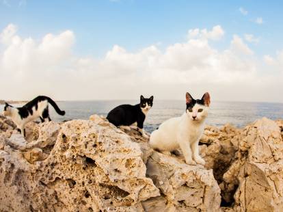 Trois chats noir et blanc à l'abandon