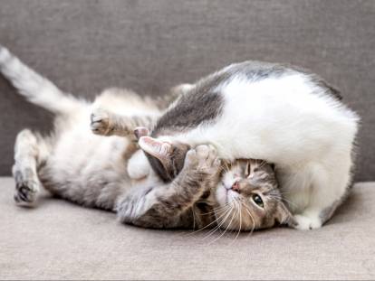 Deux chats en train de se bagarrer