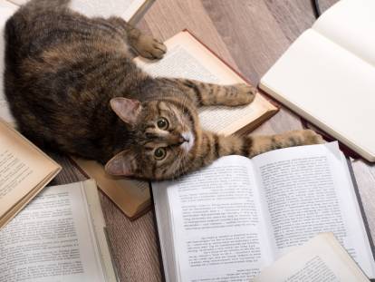 Un chat couché sur des livres