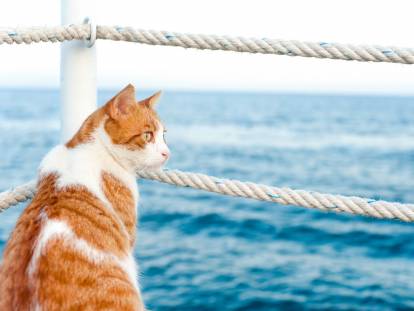 Un chat roux tigré assis sur un ferry