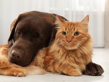 Un chien posant sa tête sur un chat roux tigré à poil long
