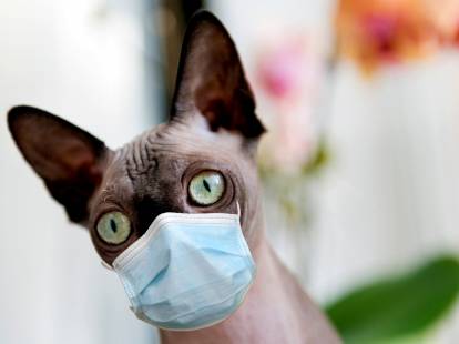 Un chat avec un masque chirurgical