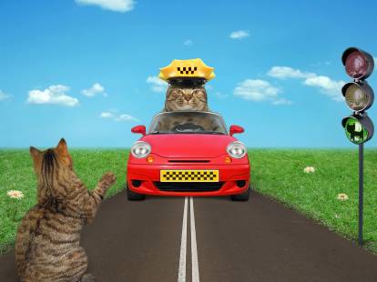 Une illustration d'un chat en voiture