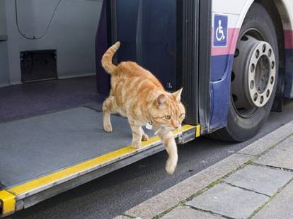 Un chat tigré roux sortant d'un bus