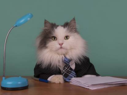 Un chat à poil long assis sur un bureau avec une cravate
