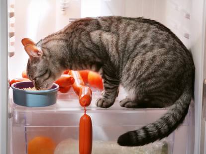 Un chat gris tabby dans le réfrigérateur