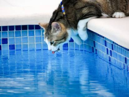 Un chat boit dans l'eau d'une piscine