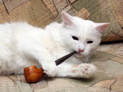 Un chat blanc fume la pipe