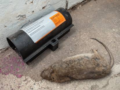 Un piège contenant de la mort-aux-rats et un rat mort à côté