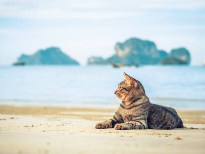 Un chat tigré allongé sur la plage