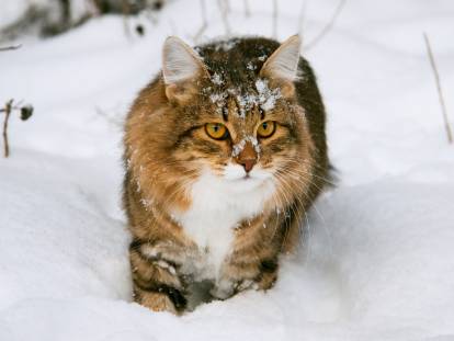 Un gros chat tigré marche dans la neige