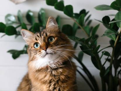 Un chat de type Maine Coon à côté d'une plante verte