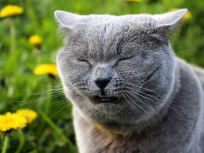 Un chat gris fait la grimace devant des fleurs