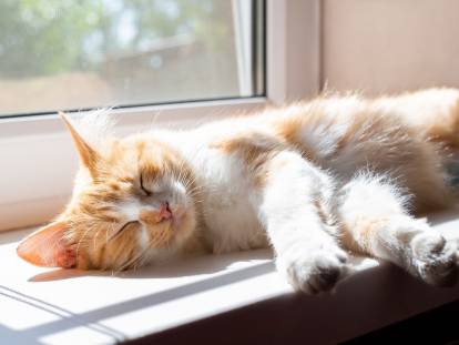 Un chat blanc et roux allongé au soleil sur un bord de fenêtre