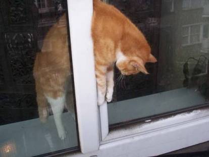 Un chat roux et blanc coincé dans une fenêtre