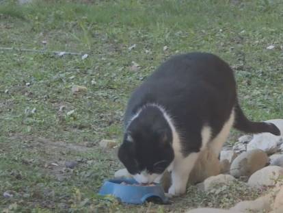 Une association de protection des chats à Nyon en Suisse