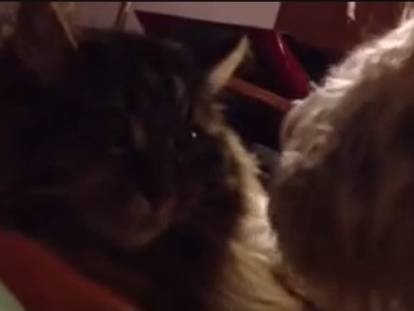 Un Care-Tzu et un chat