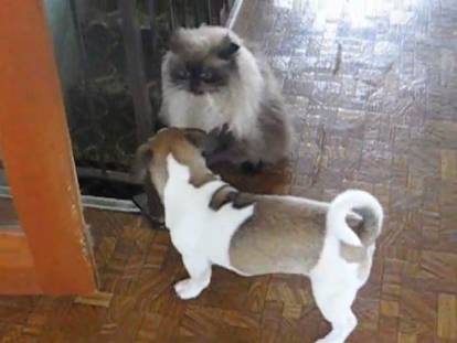 Ce French Bullnese joue avec un chat