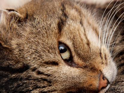 Gros plan sur la tête d'un chat allongé en train de regarder de profil vers le photographe
