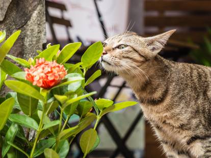 Un chat sentant des fleurs