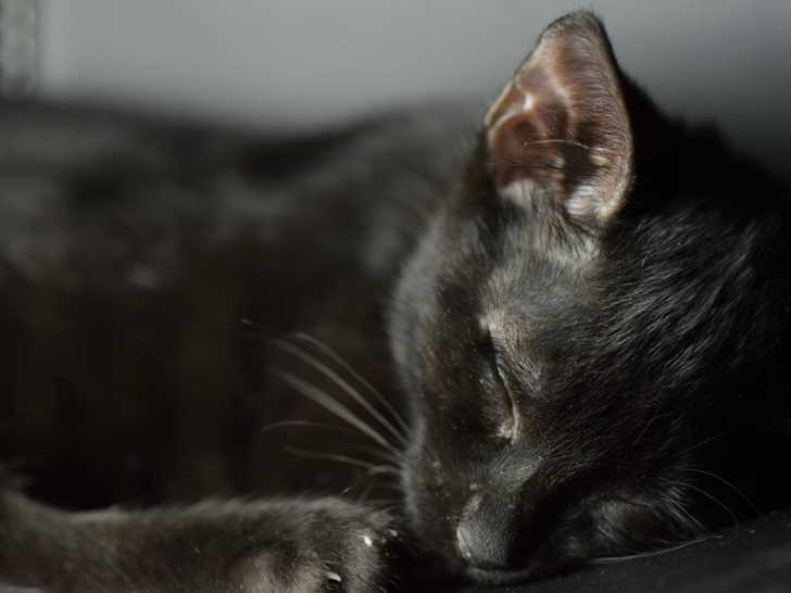 L'incinération d'un chat : procédure, prix, conseils...