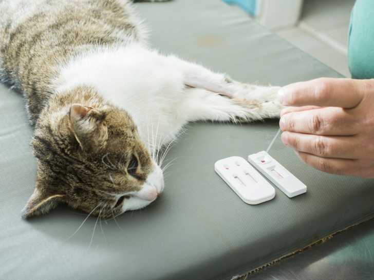 Un chat subissant des expérimentations désagréables