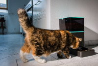 Un chat tigré à poil long mange dans son distributeur automatique