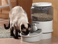 Un chat qui mange dans son distributeur de croquette