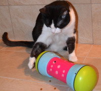 Un chat noir et blanc joue avec son distributeur jouet
