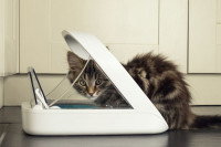 Un petit chat se nourrissant dans son distributeur de croquettes