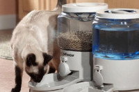 Un chat se nourrissant dans un distributeur de croquettes