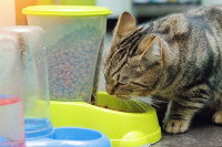 Un chat tigré qui mange dans son distributeur de croquettes