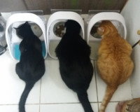 Trois chats mangeant dans leurs distributeurs de croquettes