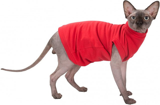 Un Siamois vêtu d'un pull rouge