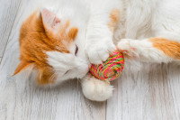 Un chat roux et blanc tient une balle dans ses pattes
