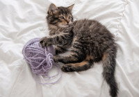 Un chaton tigré tient une pelote de laine sur un lit