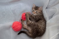Un chaton tient deux pelotes de laine dans ses pattes