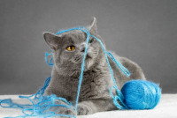 Un British Shorthair gris joue avec une pelote de laine bleue