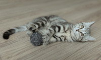 Un chat gris tabby tient une pelote de laine dans ses pattes