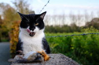Un chat noir et blanc se prépare à dévorer sa proie