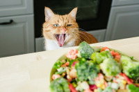 Un chat roux rugit face à un bol de légumes