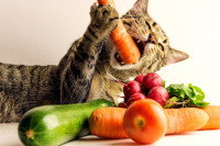 Un chat tigré mangeant une grosse carotte 