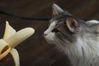 Un chat observe une banane