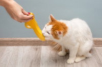 Un chat roux et blanc mordille une peau de banane