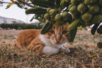 Un chat roux et blanc assis sous une branche d'olivier
