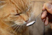 Un chat roux renifle une cuillère de yaourt